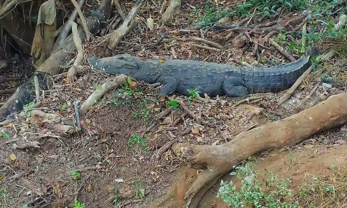 crocodile park dandeli