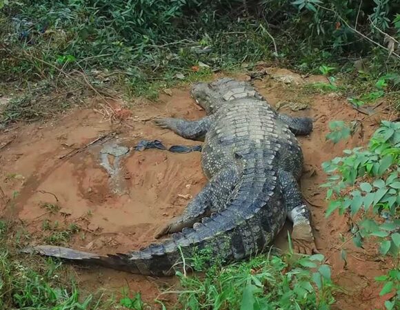 Crocodile Park Dandeli – Karnataka’s 1st Crocodile Park