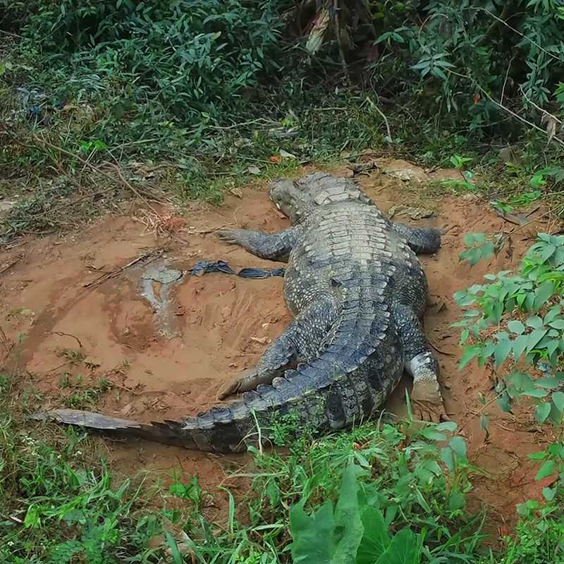 crocodile park dandeli