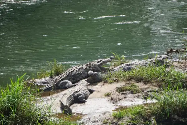 Crocodile Park