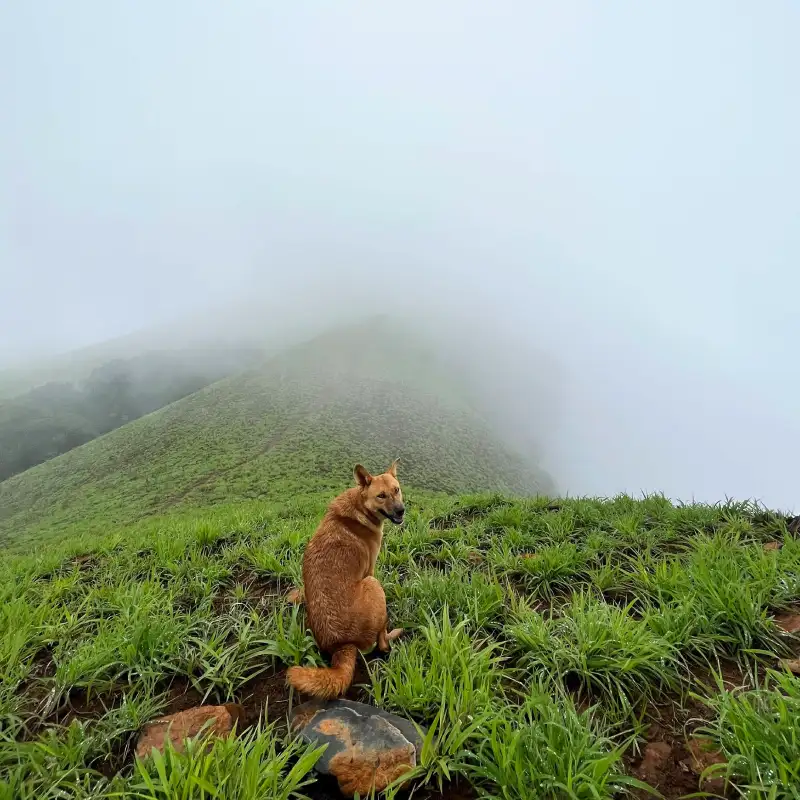netravati trekking packages
