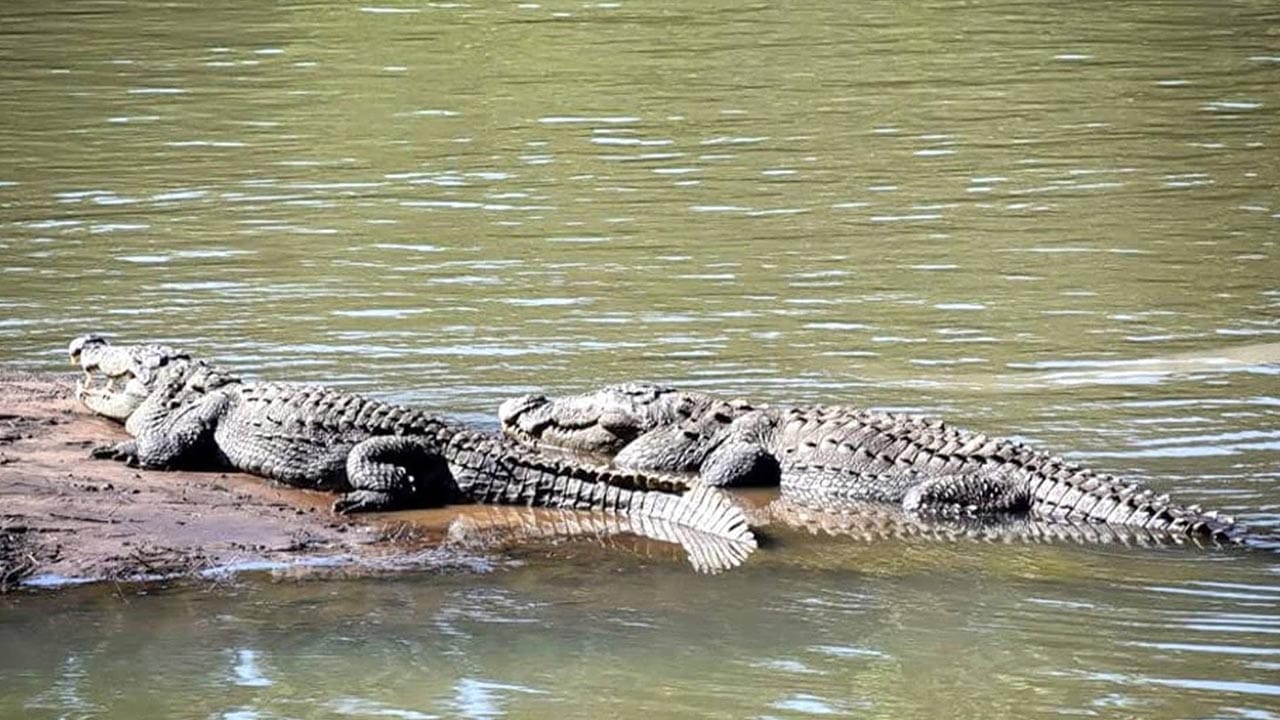 dandeli crocodile