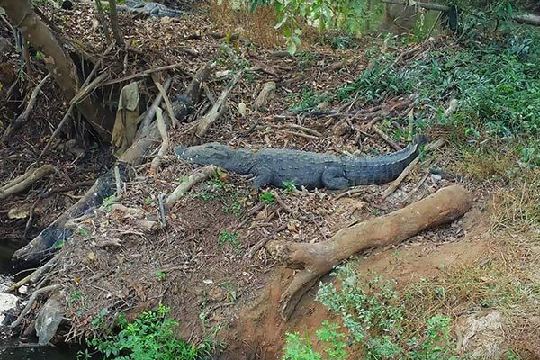 Crocodile park dandeli