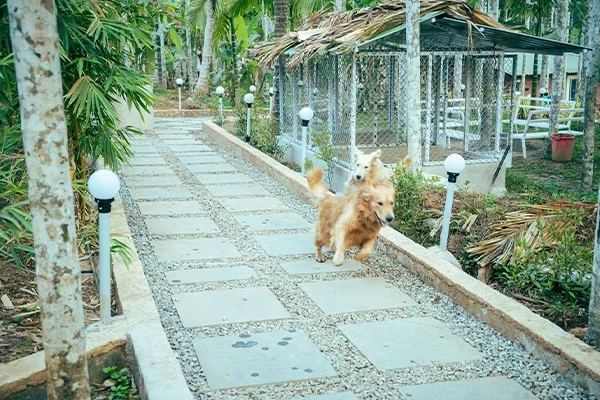 green land junglestay